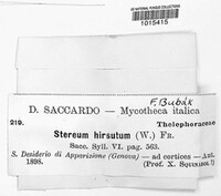 Stereum hirsutum image